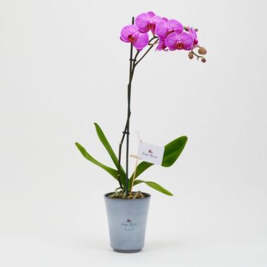 Orquideas grandes en maceta