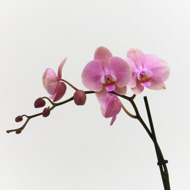 Orquídea Rosado Vintage