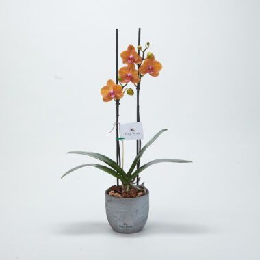Orquídea Sunrise de dos varas